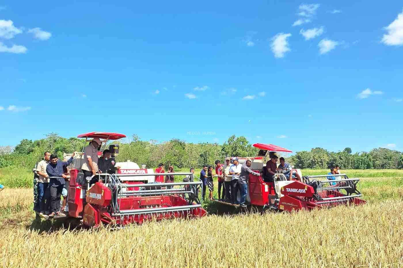 Bupati dan Wakil Bupati Sumba Timur Hadiri Kegiatan Panen Simbolis Padi Sawah di Desa Tanarara, Kecamatan Lewa